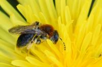Andrena haemorrhoa