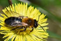 Andrena nitida