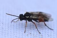 Aglaostigma aucupariae