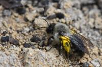 Andrena vaga