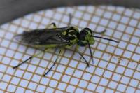 Cytisogaster picta