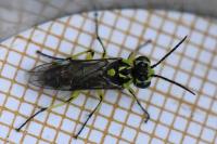 Cytisogaster picta
