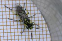 Cytisogaster picta