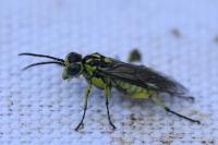 Cytisogaster picta