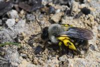 Andrena vaga
