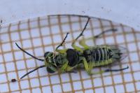 Cytisogaster picta