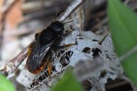 Osmia bicolor