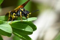 Tenthredo zona