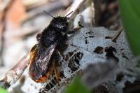 Osmia bicolor