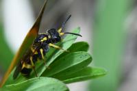 Tenthredo zona