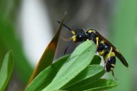 Tenthredo zona