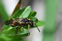 Tenthredo zona