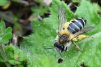 Andrena gravida