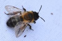 Andrena nigroaenea