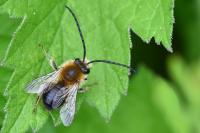 Eucera nigrescens