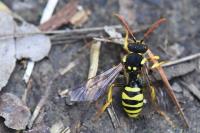 Nomada succincta