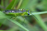 Rhogogaster scalaris