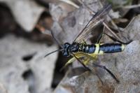 Tenthredo temula