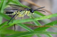 Tenthredo temula