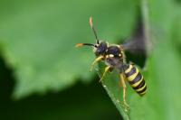 Nomada succincta