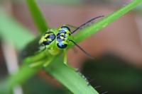 Rhogogaster scalaris