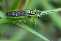 Rhogogaster scalaris