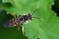 Nomada succincta
