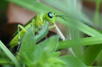 Rhogogaster scalaris