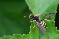 Nomada succincta