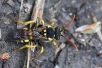 Nomada succincta