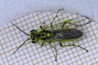 Rhogogaster scalaris