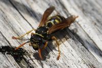 Polistes dominula
