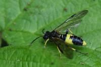 Tenthredo temula