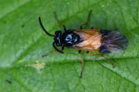 Arge cyanocrocea