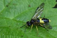 Tenthredo temula