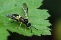 Tenthredo temula