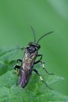 Macrophya alboannulata