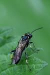 Macrophya alboannulata
