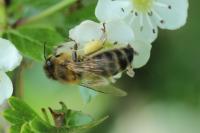 Apis mellifera