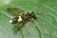 Tenthredo temula