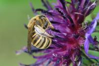 Halictus scabiosae