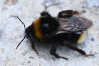 Bombus vestalis