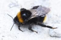 Bombus vestalis