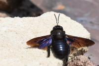 Xylocopa valga