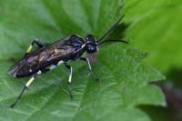 Macrophya alboannulata