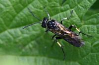 Macrophya alboannulata
