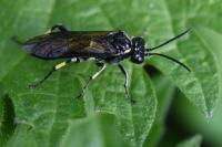 Macrophya alboannulata