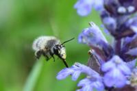 Anthophora plumipes
