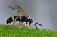 Tenthredo zona