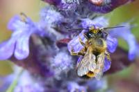 Osmia bicornis